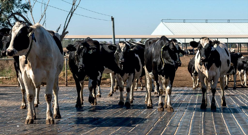 Farm Stable Floor Rubber Mats