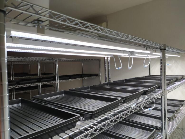 200 Cells Plug Plastic Seed Trays Mango Plant Propagation Seedling Trays Plastic Nursery