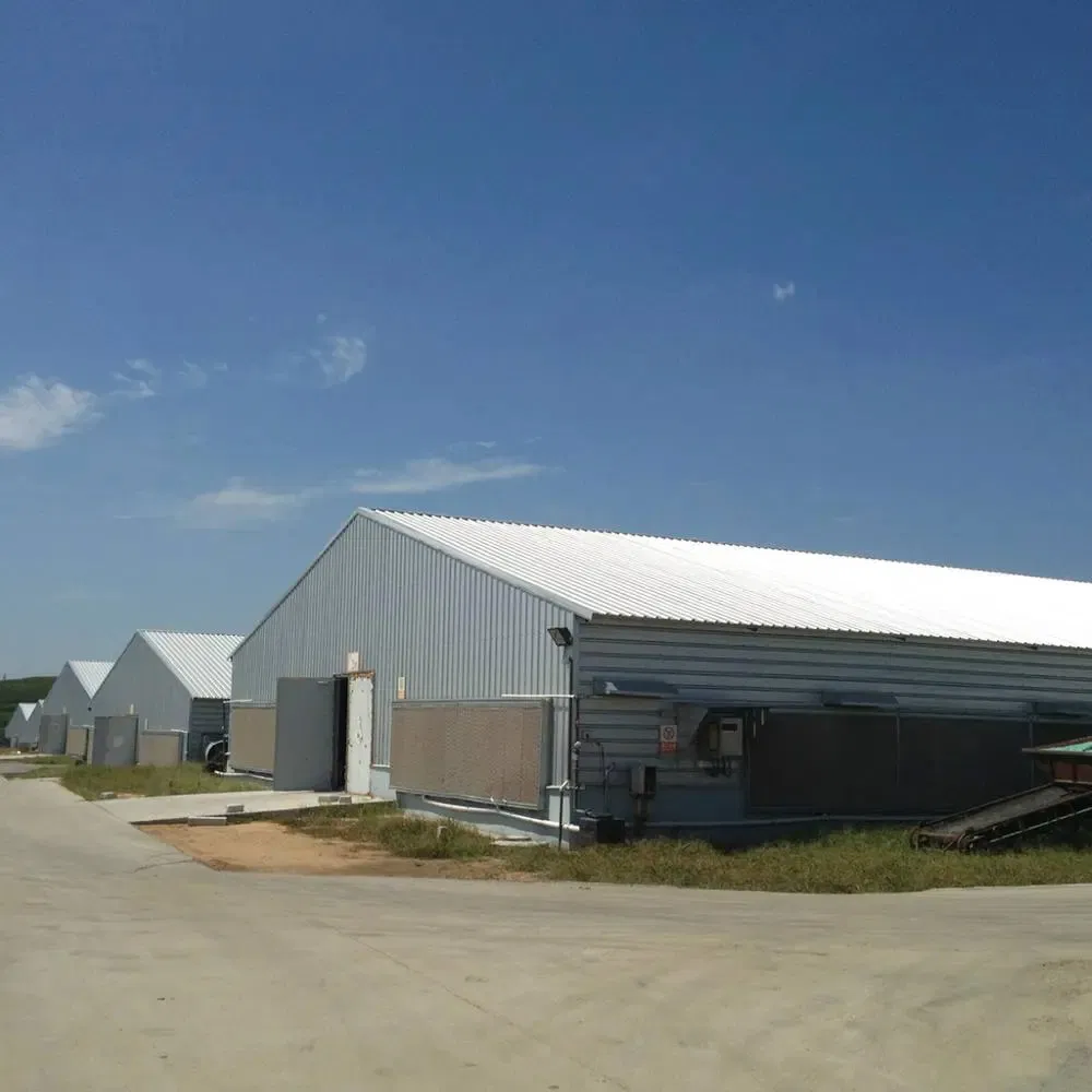 Premium Broiler Farming Tools for Optimal Growth Results