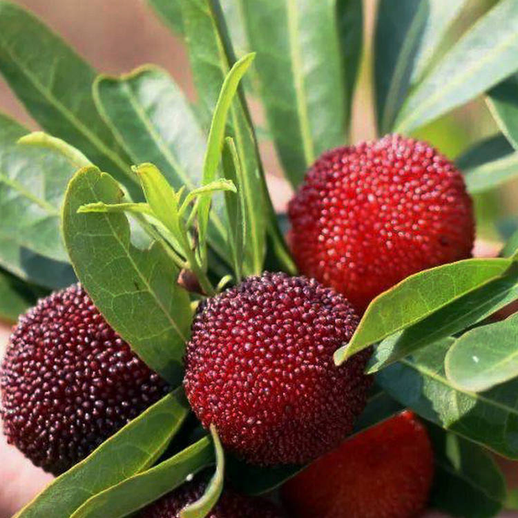 Hot Sell Different Varieties Big Fruit Chinese Bayberry Seedling