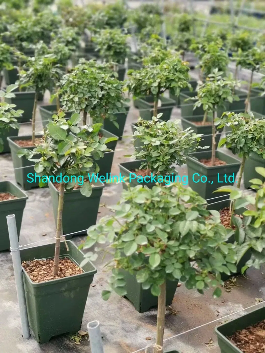 PP Woven Ground Cover /Weed Mat /Weed Control Fabric with UV