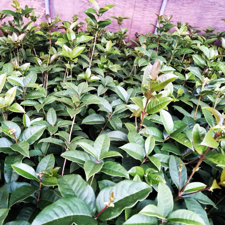 Hot Sell Different Size Golden Yellow Flower Chinese Osmanthus Fragrans Seedling
