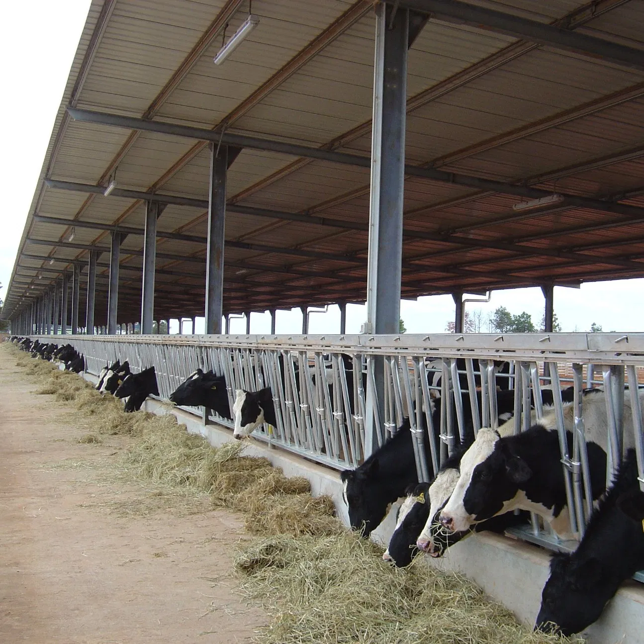 Low Cost Steel Structure Cow Shed Cattle House