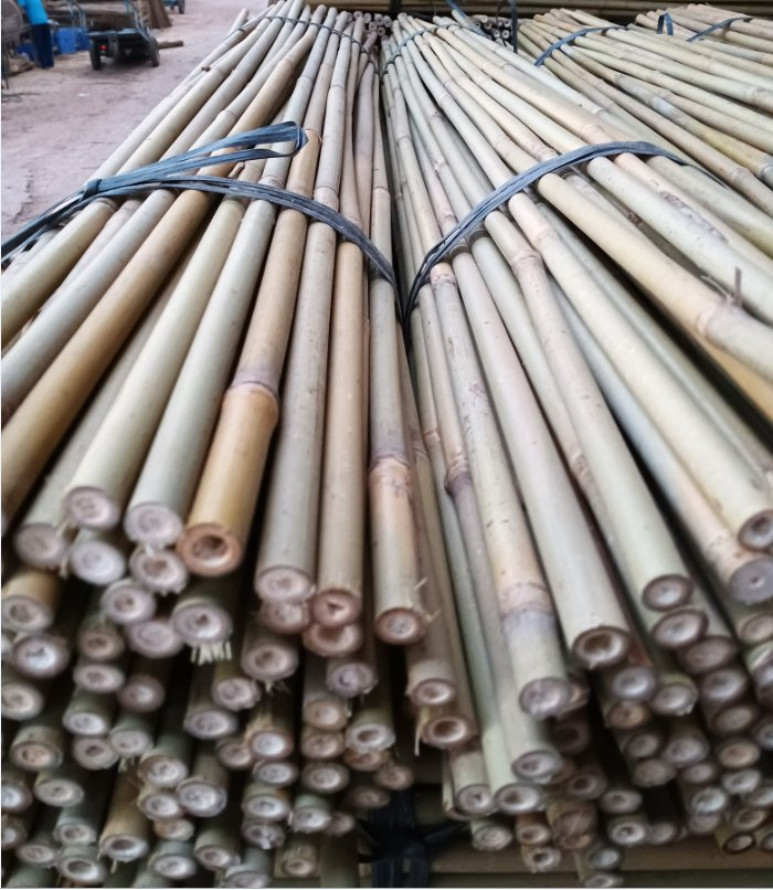 Dried Treated Bamboo Poles/Canes/Stakes Poles for Bamboo Raw Garden Plant Support