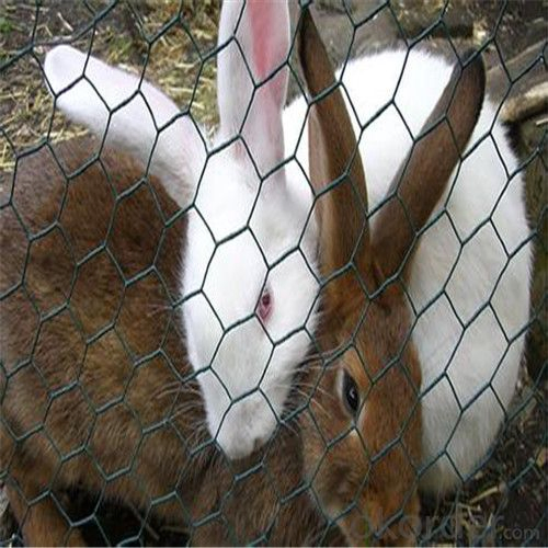 Hexagonal Mesh Fence Chicken Wire/Chicken Wire Netting/Rabbit Wire Netting