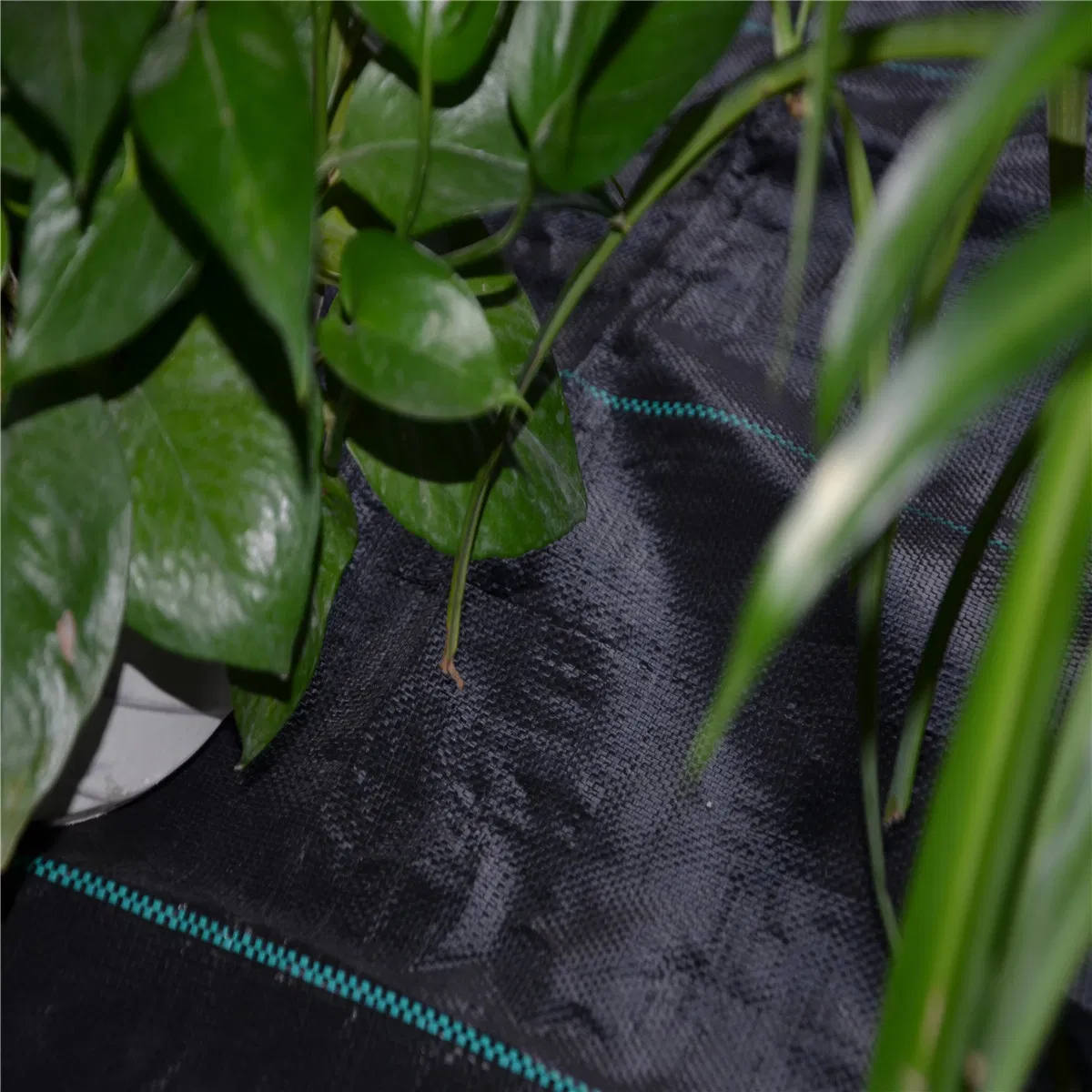 Factory Direct Ground Cover Fabric Supplier