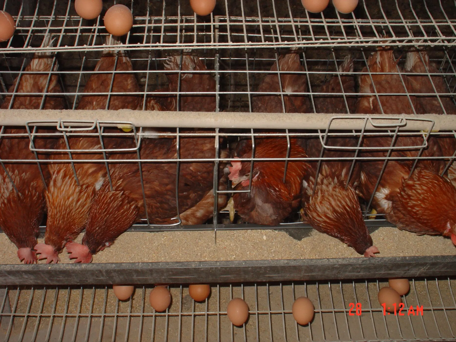 Prefabricated Light Steel Structure Construction Chicken Poultry Farms