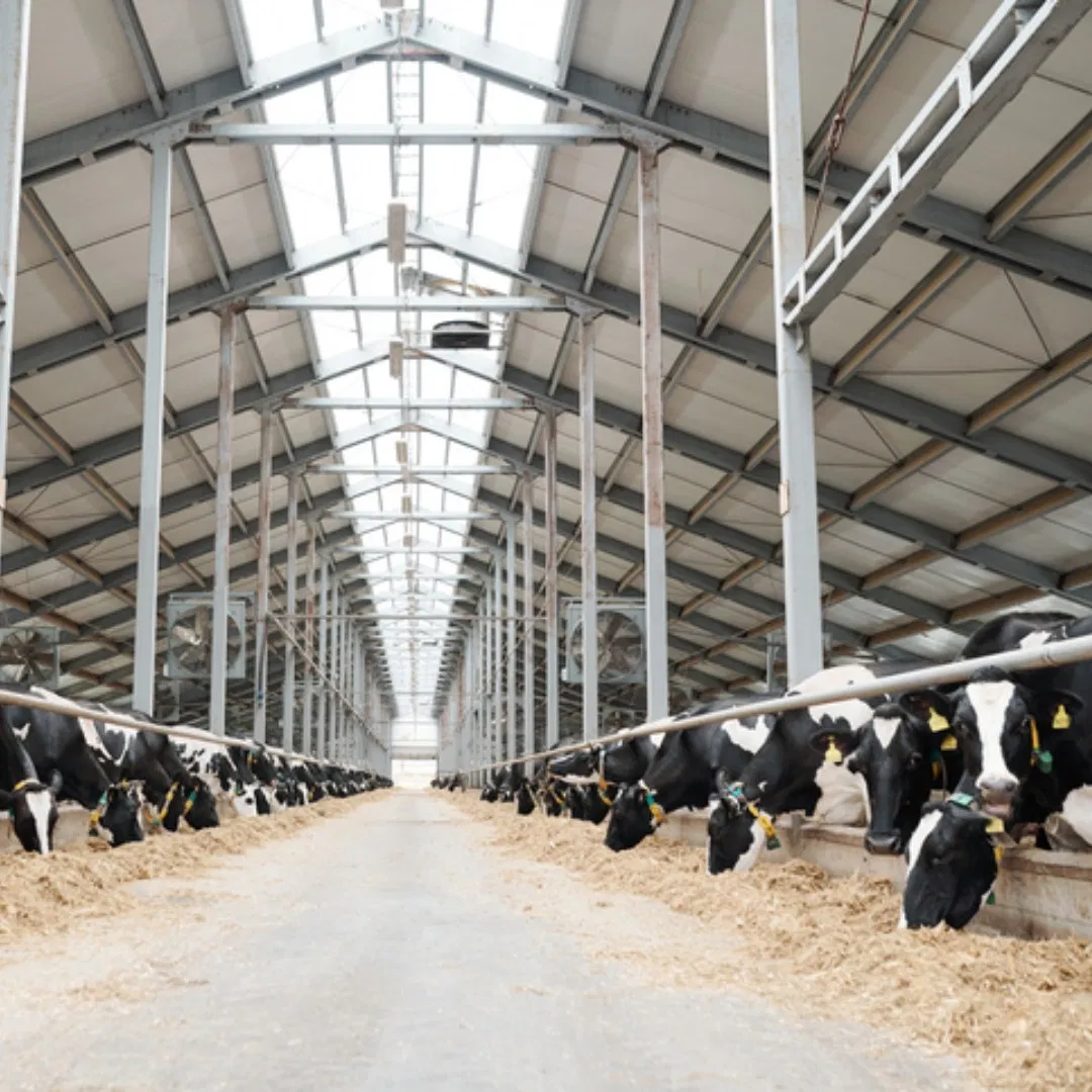 Customized Easy Erected Steel Structure Cow Farm Dairy Cow Shed