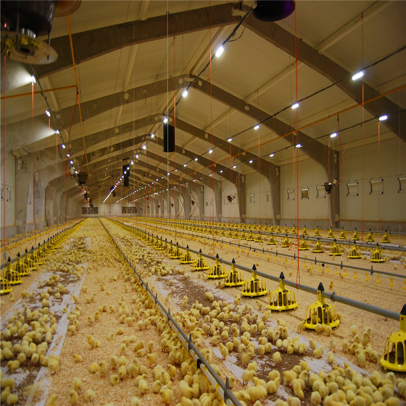 Prefabricated Chicken House Structure Building Poultry Farm Single Color Plate Galvanised