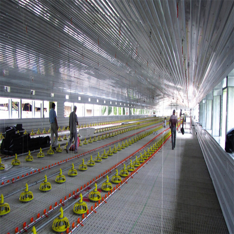 Premium Egg Layer Farm for Optimal Poultry Production