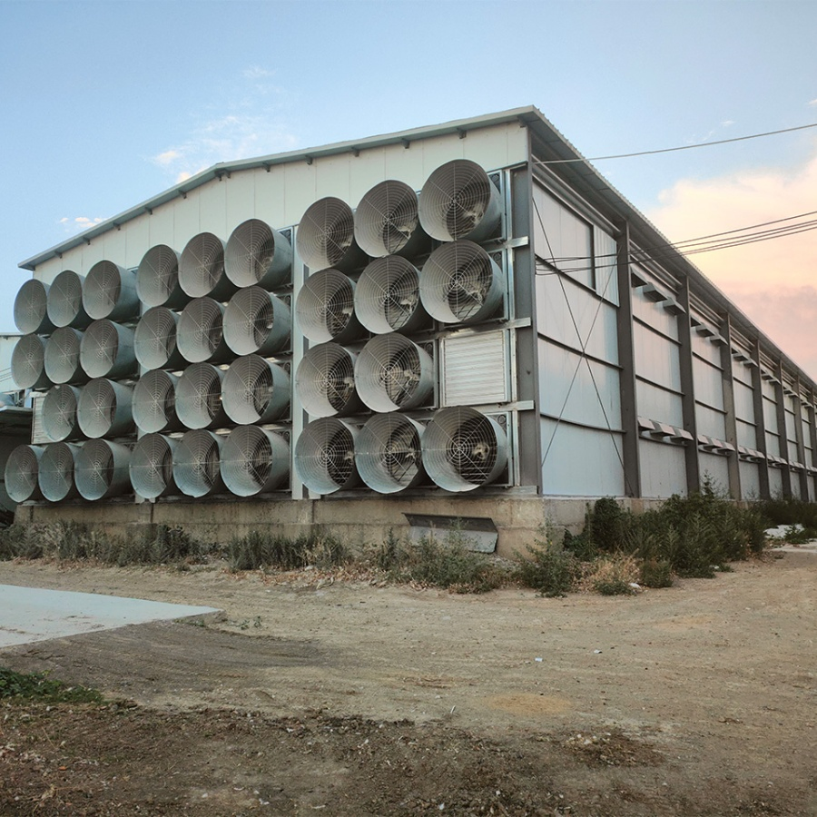 Prefabricated Hot Galvanized Steel Structure Building Poultry Farm Chicken House