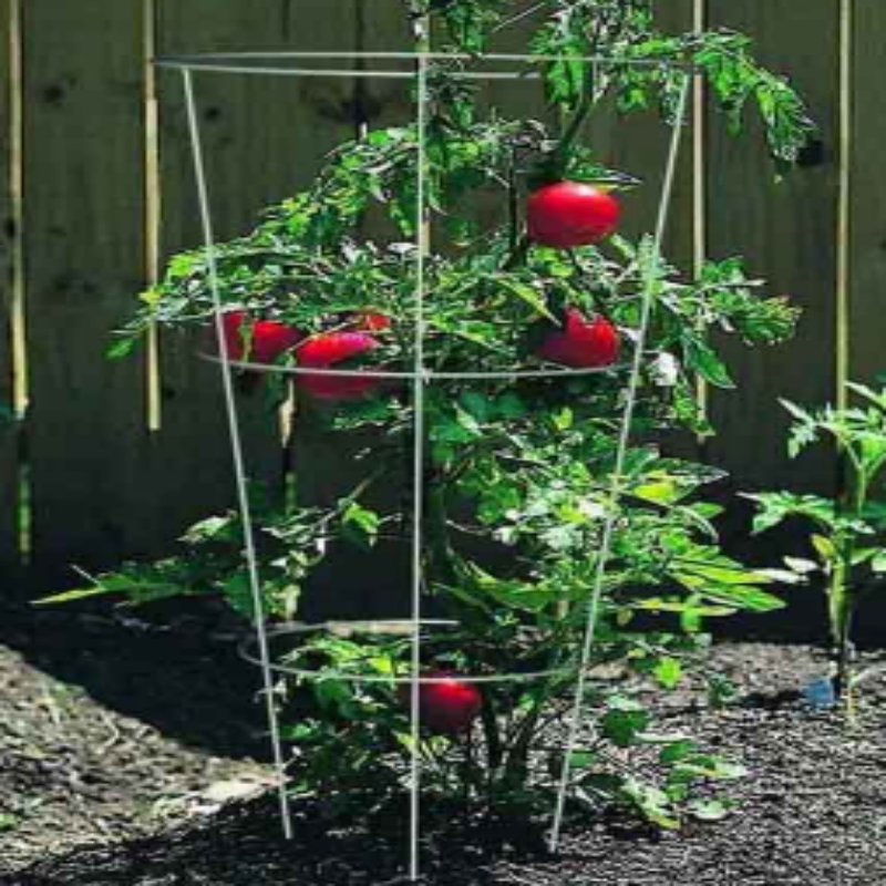 Wire Frame Tomato Stakes Factory