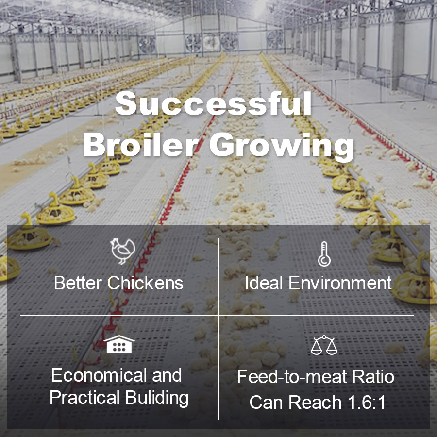 Steel structure poultry house Prefabricated steel chicken house chicken shed