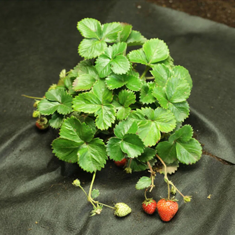 Dimensionally Stable Custom Spunbond Weed Mat