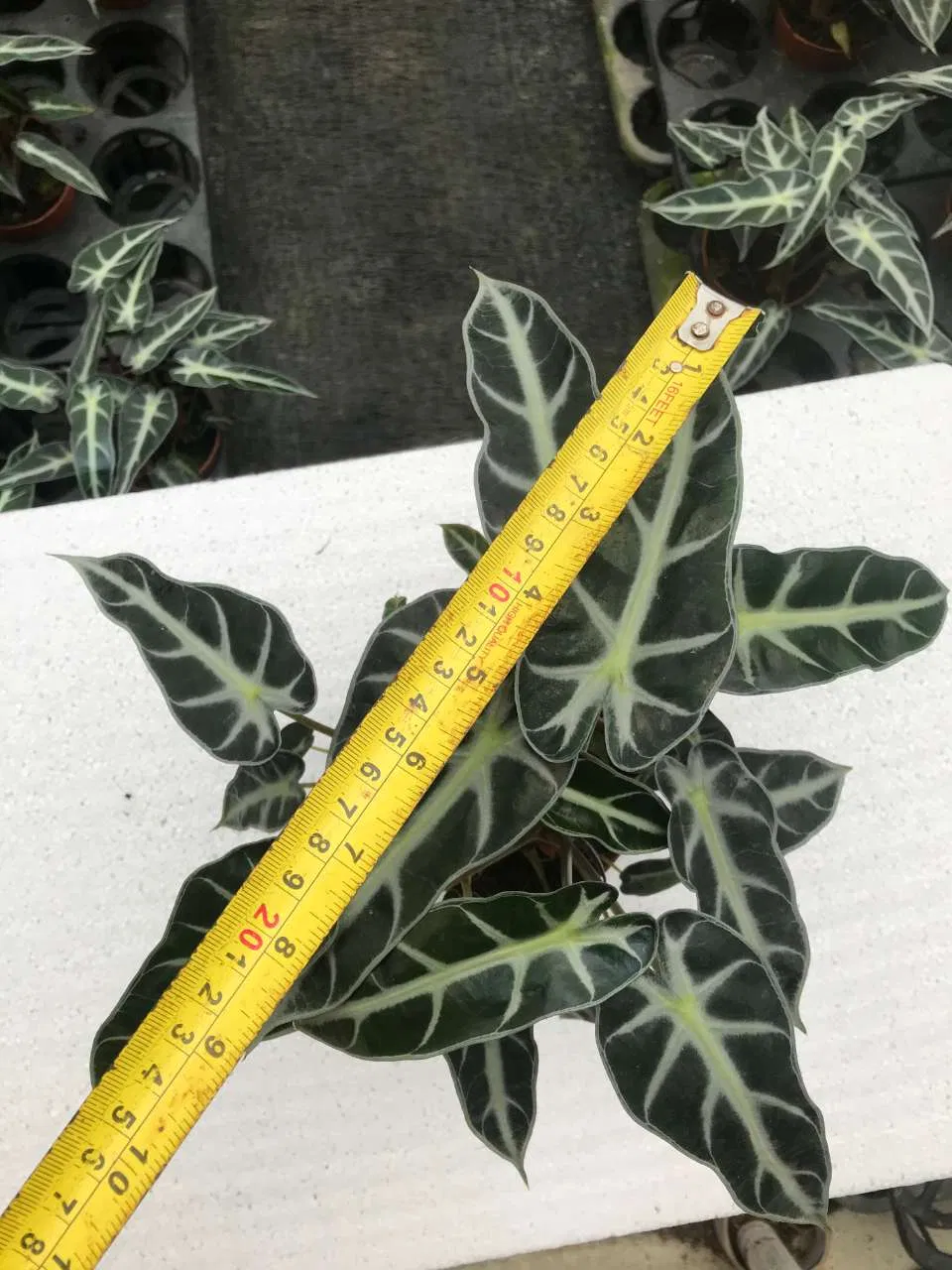 Real Plants Alocasia Bambino Indoor Plants Wholesale