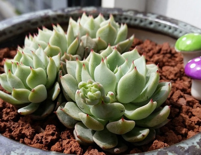 Flower Pot Bonsai Pot Volcanic Rocks Lava Rock Stone China Volcan Rock
