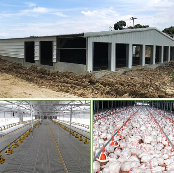 China Factory Manufacturing Steel Structure Poultry Houses for Poultry Farm