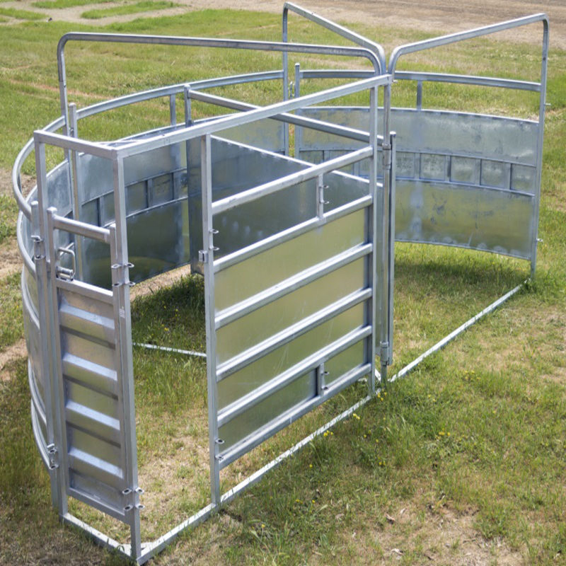 Durable Quality Steel Force Yard Semi-Circular Forcing Yard for Livestock Management