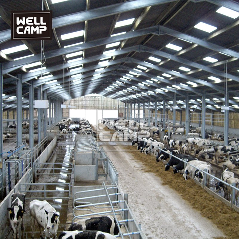Wellcamp Low Cost Steel Structure Cattle Farm Dairy Cow Farm Barn Shed