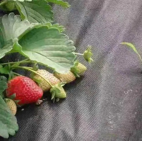 Rugged-Terrain Spunbond Weed Mat for Challenging Ground