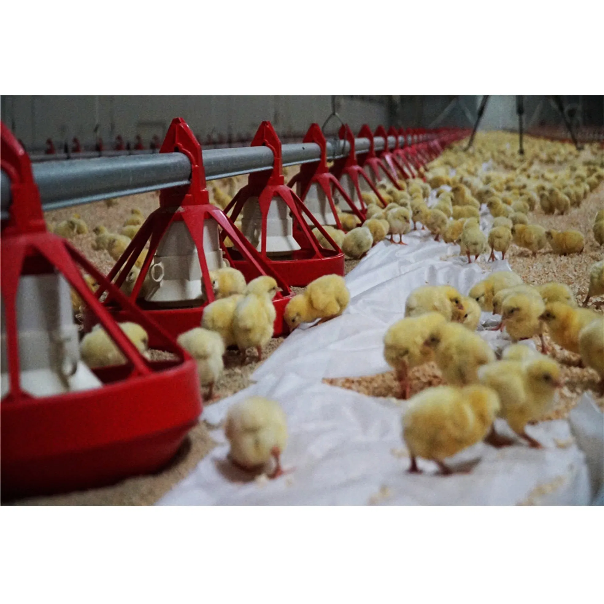 Modern Prefab Poultry Farming Shed Building Chicken Farm House