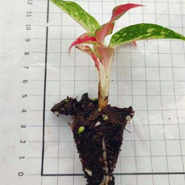 Aglaonema Nightsparkle Plug Seedling Live Plants Aglaonema Tissue Culture