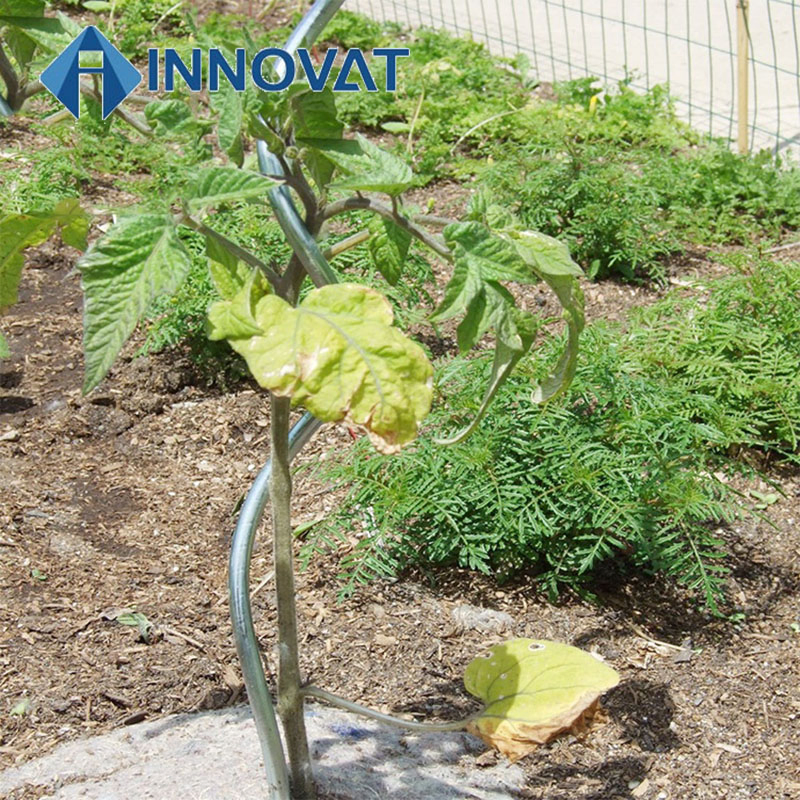 Durable Galvanized Tomato Spiral Metal Wire Plant Support