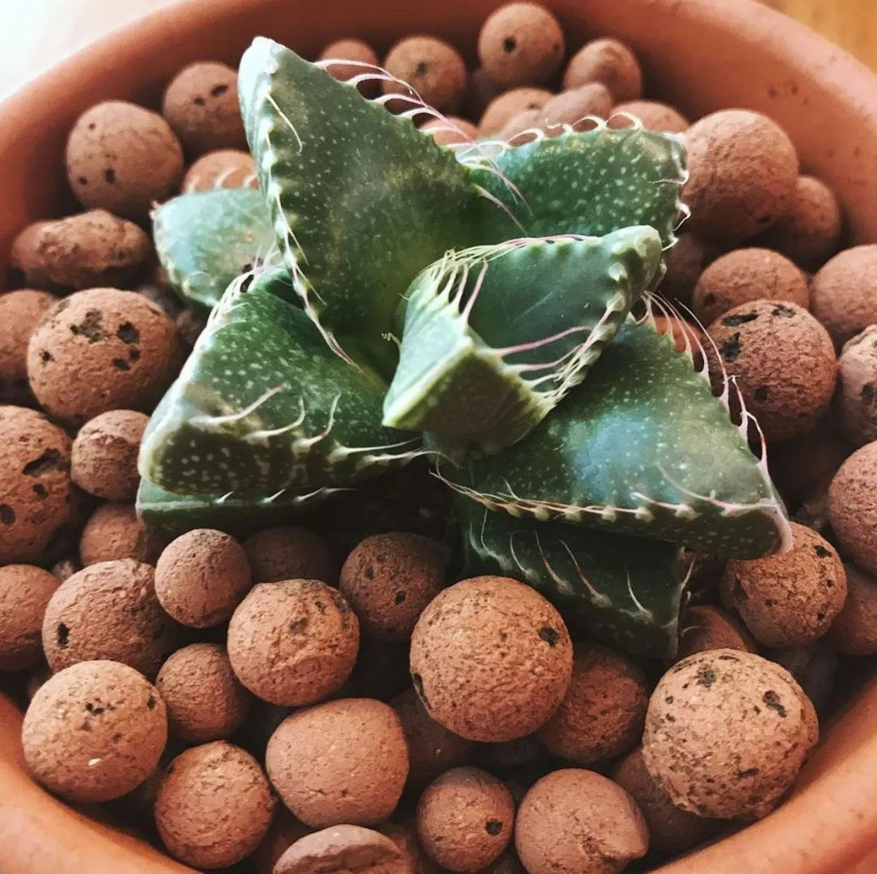 8-12mm Hydroponic Growth Media Expanded Clay Balls Clay Pebbles Leca