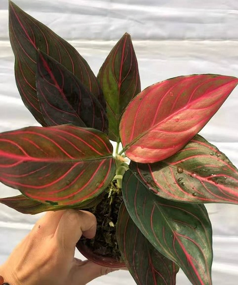 Live Plants Aglaonema Red Vein