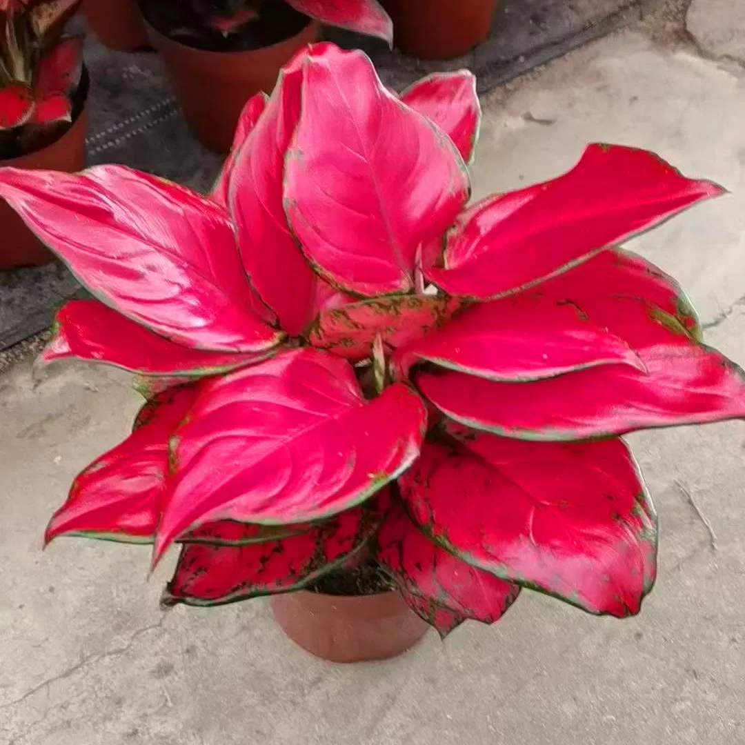 Rich Red Aglaonema Plug Seedlings Live Plants Tissue Culture Indoor Wholesale Plant