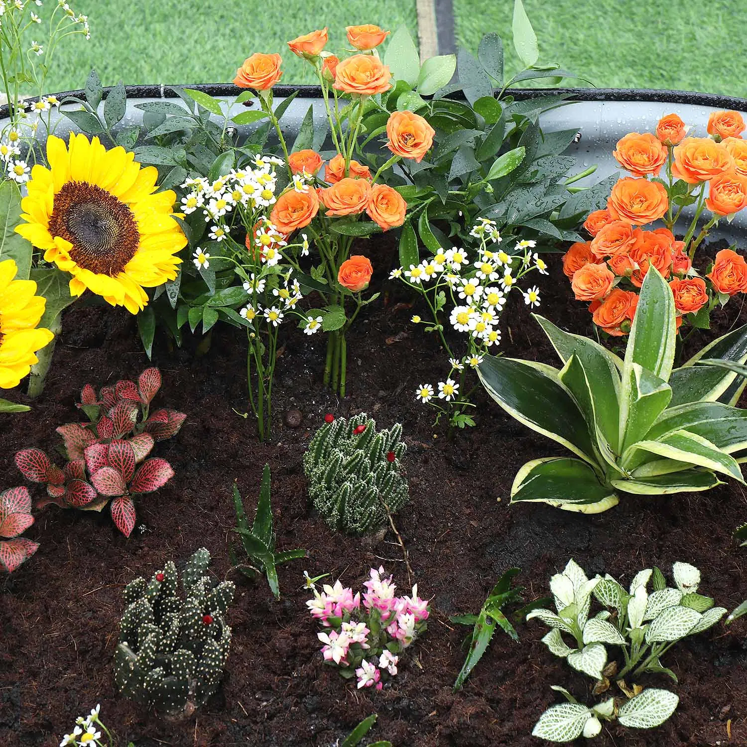 Greenhouse Garden Bed with Legs Flower Stand Er1206030/80