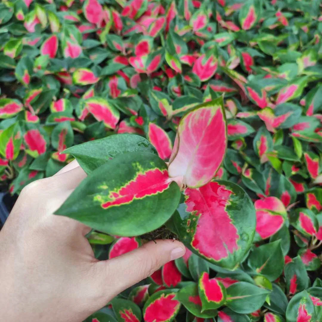 Suksom Thailand Red Aglaonema Plug Seedling Young Plant Aglaonema Tissue Culture