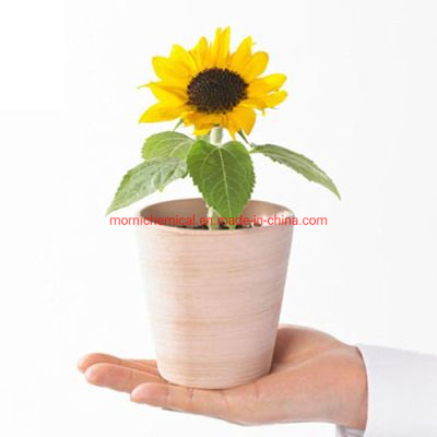 Mini Sunflower Seeds for Potted Planting