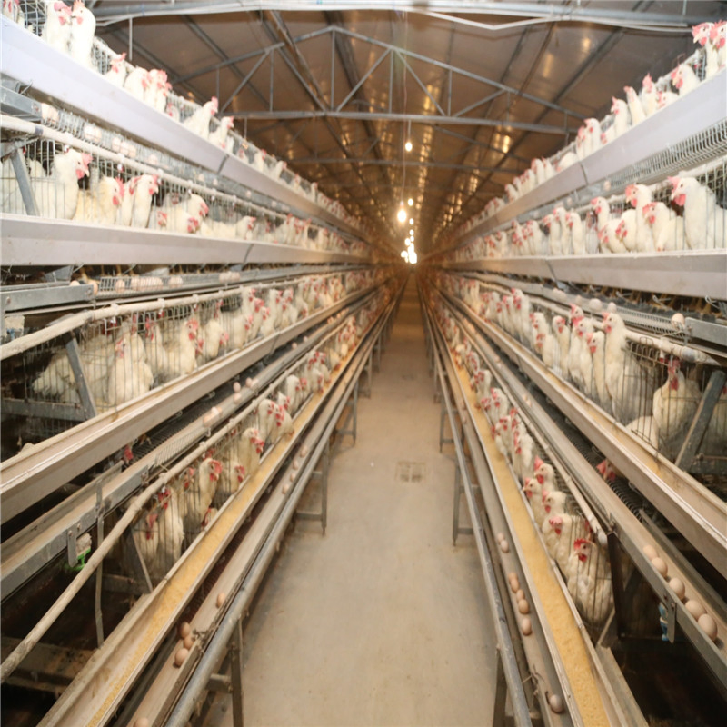 Long Span Easy Built Automatic Steel Chicken Farm Equipment