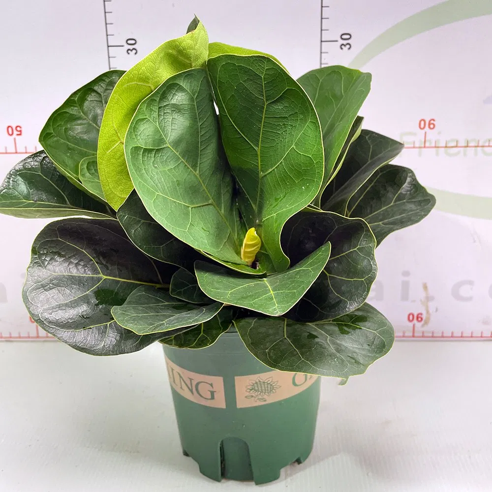 Real Plants Ficus Bambino Plants of High Quality Indoor Ornament Nursery