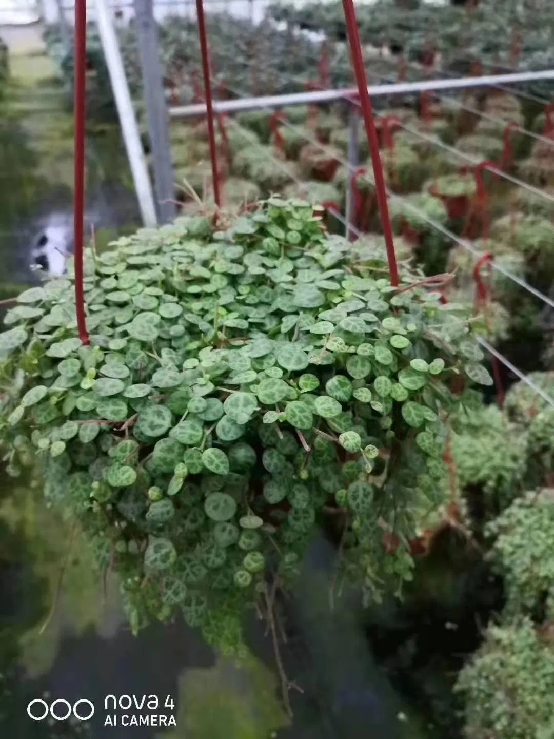 Wholesale Vine Plants Peperomia Prostrata