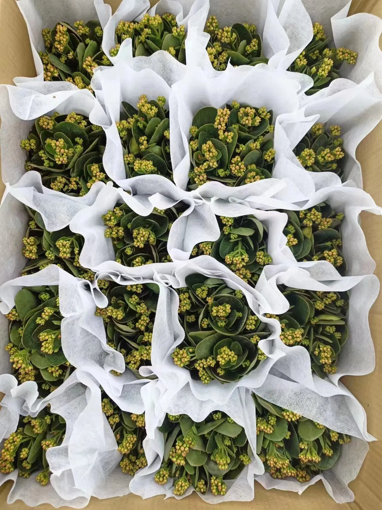 Low Price Kalanchoe Flowers Poinsettia Plant Potted Bonsai for Home Decoration Christmas Gift on Wholesale