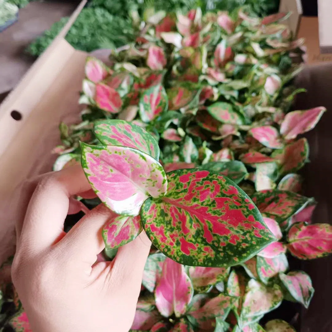 Rich Red Aglaonema Plug Seedlings Live Plants Tissue Culture Indoor Wholesale Plant