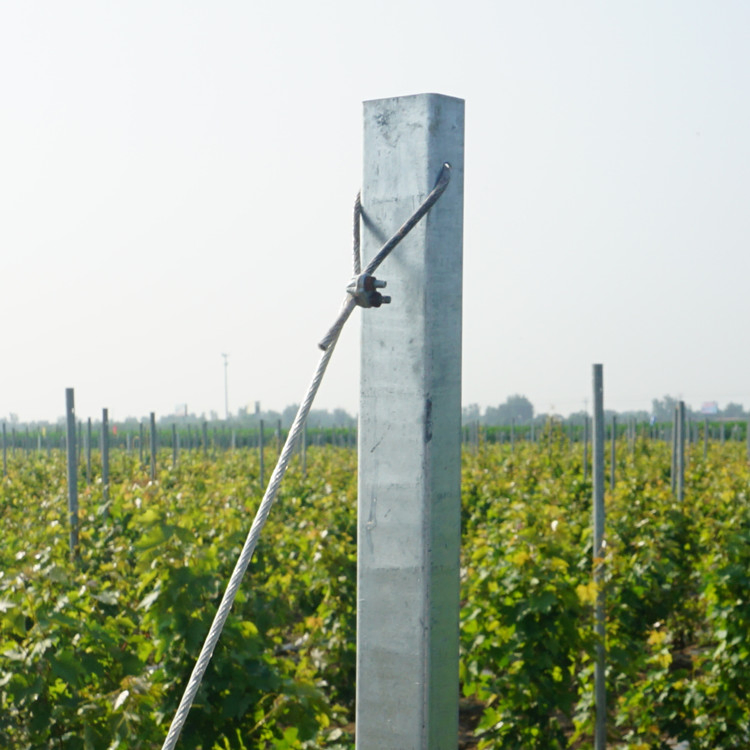 Easy to Install Hot DIP Galvanized Grape Vine Post for Vineyard Trellis Systems/Steel Fence Post Vineyard Poles for Orchard