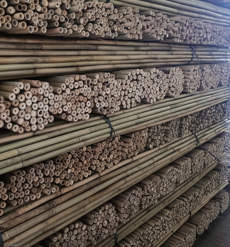 Tea Bamboo Cane Also Called Sometimes Tsinglee Bamboo Pole