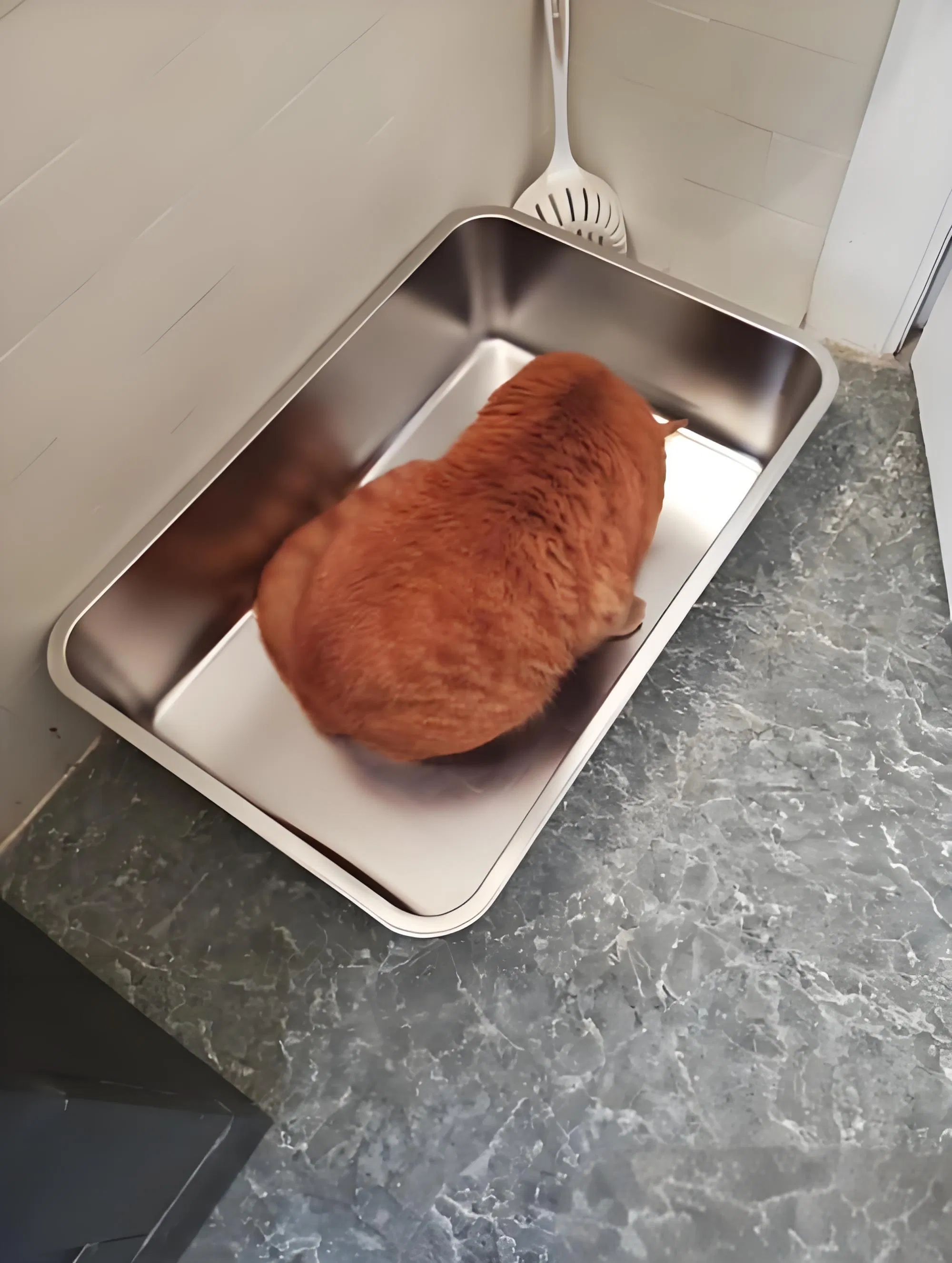 Modern Polypropylene Cat Litter Box for Effortless Cleaning