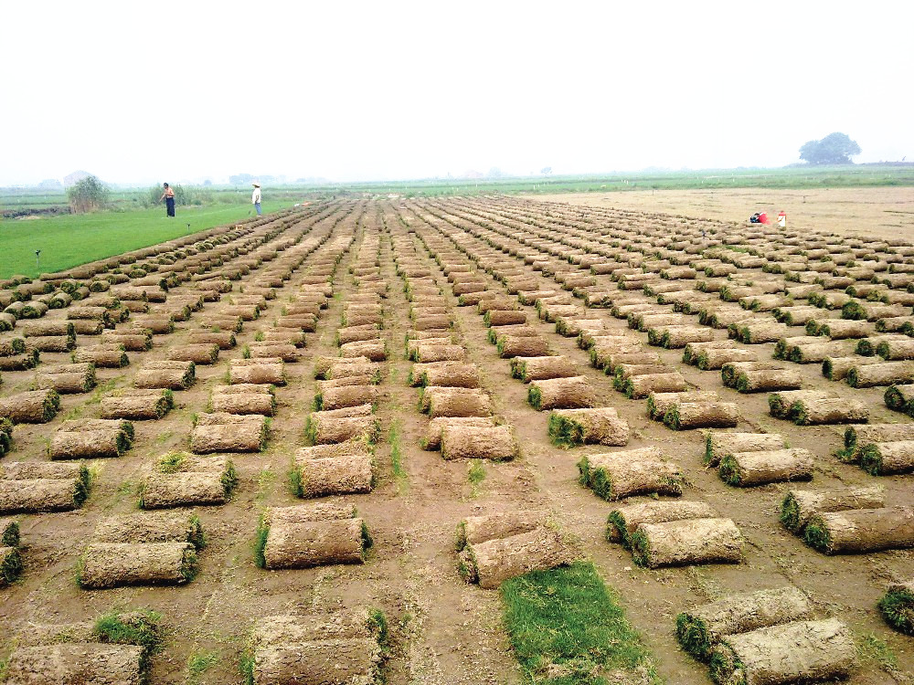 Газонокосилка промышленная Usewell UW-CP для гольфа и спорта