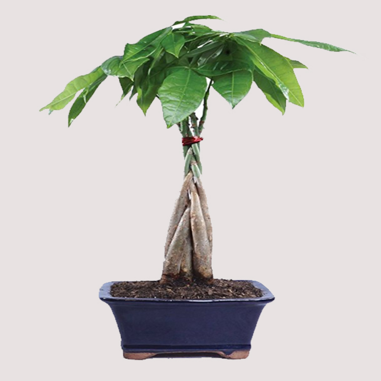 Five Braids Pachira Macrocarpa Chinese Money Tree Pachira for Home/Garden Decoration
