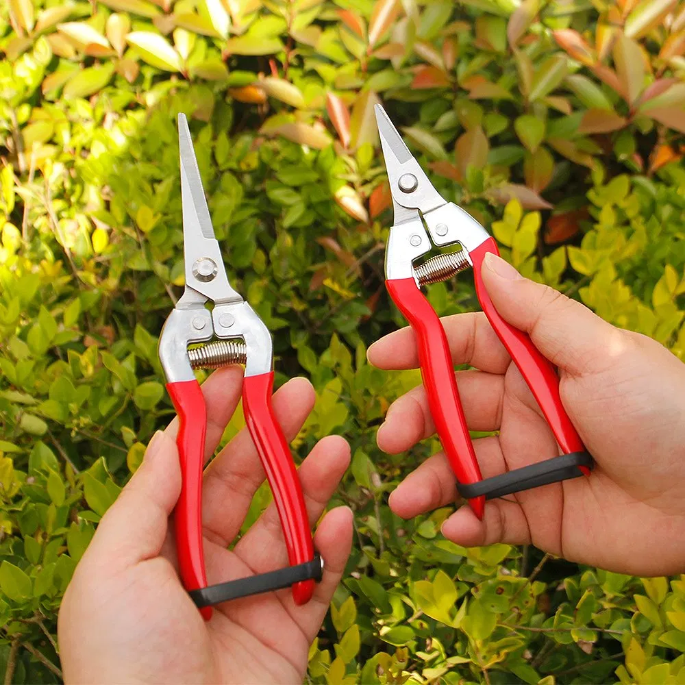 Professional Branded Straight Snip Fruit Harvesting Shears for Landscaping
