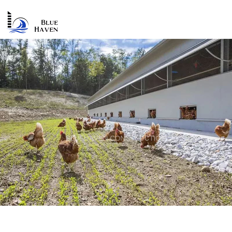 Light Steel Construction Storage Shed Breeding Chicken Coop