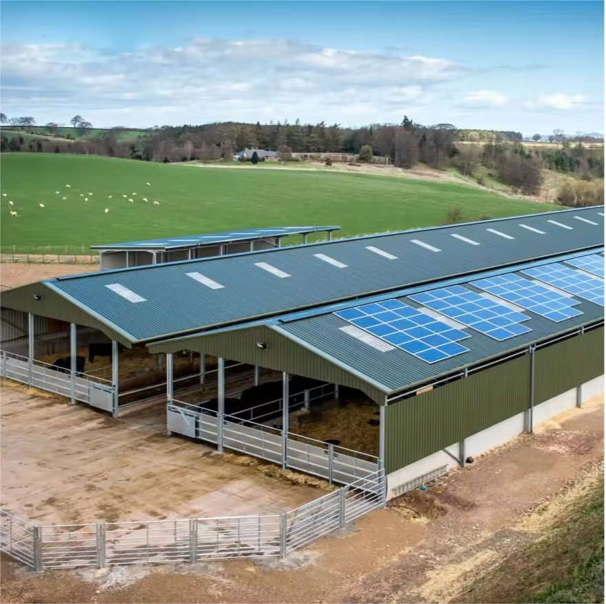 Steel Structure Pig Shed for Customized (PCH-13)