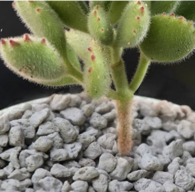 Pumice Stone for Horticulture Agriculture Organic Horticultural Pumice for Plants