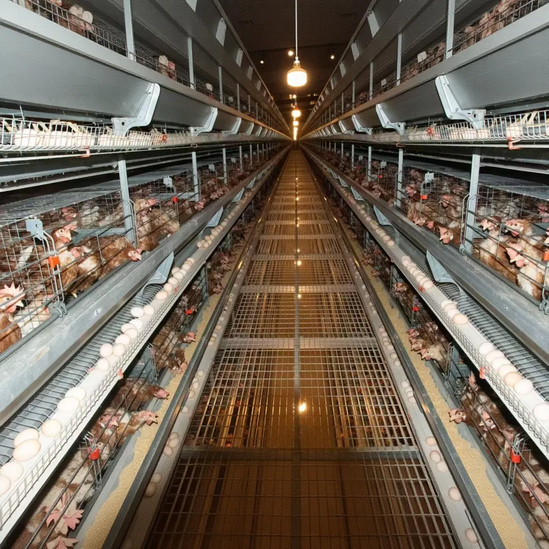 Poultry Facility Layer Farm Chicken Cage