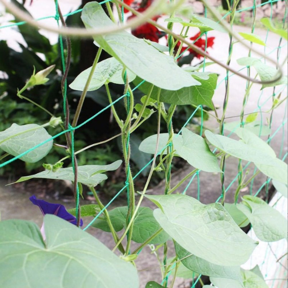 High Quality PE Material Agriculture Net or Gardening Climbing Plant Support Net Garden Net