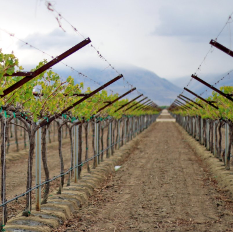 V or Y Shaped Vineyard Post for Open Gable Trellis System Galvanized Steel Three Leg Support Frame for Grape Vine Training and Orchard Farming